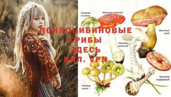 хмурый Нефтекумск